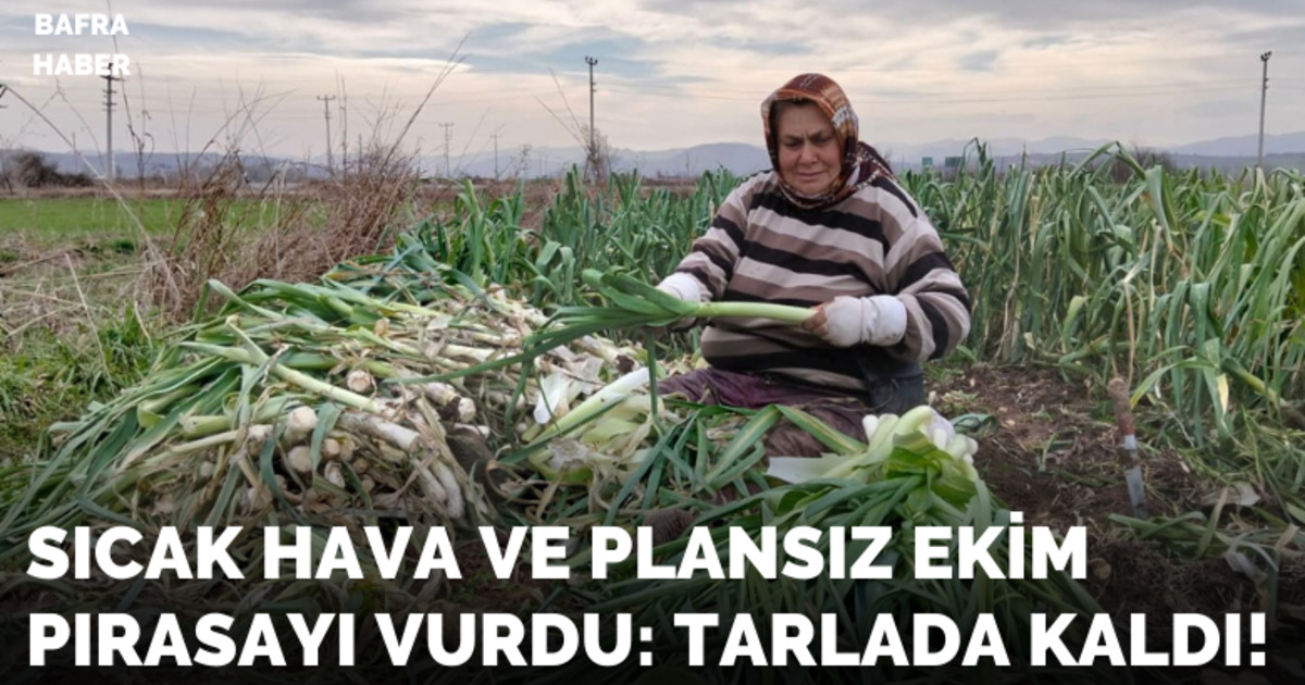 Bafra Ovası’nda pırasa hasadı: Bu yıl rekolte yüksek