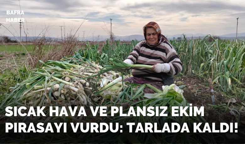 Bafra Ovası’nda pırasa hasadı:Bu yıl rekolte yüksek - Samsun’un Bafra Ovası’nda bu yıl pırasada yüksek rekolte dikkat çekerken, ürün bolluğu üreticiler için yeni pazar arayışlarını gündeme getirdi.
