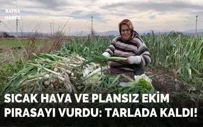 Bafra Ovası’nda pırasa hasadı: Bu yıl rekolte yüksek