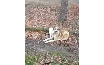 Kedi ve köpeğin dostluğu yüzleri güldürdü
