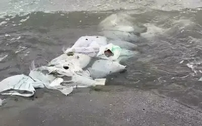 Samsun’da denizde çuvallar içinde inşaat malzemesi bulundu
