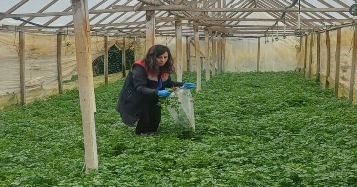 Kışlık sebzeler hasat öncesi denetimden geçiyor
