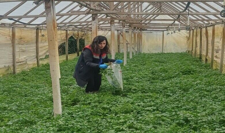 Kışlık sebzeler hasat öncesi denetimden geçiyor
 - Samsun Çarşamba İlçe Tarım ve Orman Müdürlüğü personelleri, sahada hasat öncesi numune alımına devam ediyor.
