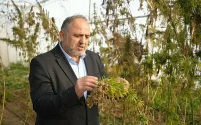 Kenevirden kauçuk, krem ve biyomalzeme: OMÜ’den çok yönlü kenevir çalışmaları
