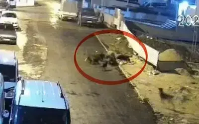 Sokak köpeklerinin dehşeti kamerada: Teravih dönüşü yaşlı kadına saldırdılar
