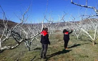 Çiftçilere bordo bulamacı uyarısı
