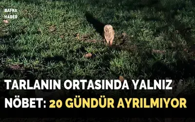 Tarlanın Ortasında Yalnız Nöbet: 20 Gündür Ayrılmıyor