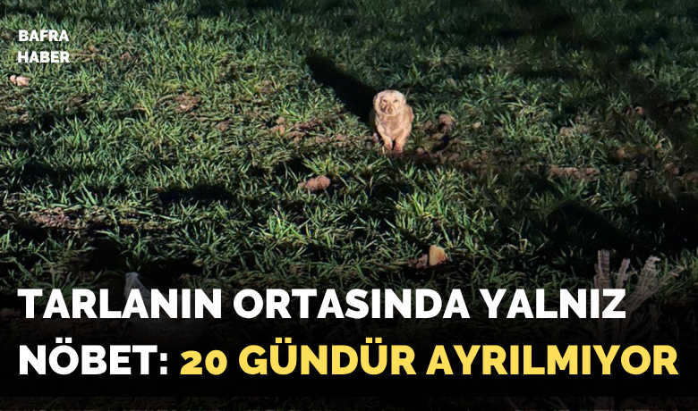 Tarlanın Ortasında YalnızNöbet: 20 Gündür Ayrılmıyor
