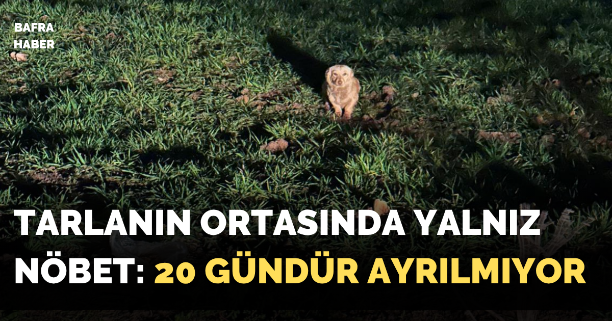 Tarlanın Ortasında YalnızNöbet: 20 Gündür Ayrılmıyor - Tarlanın ortasında 20 gündür bekliyor: Bafra’da terk edildiği düşünülen köpek yürek burkuyor