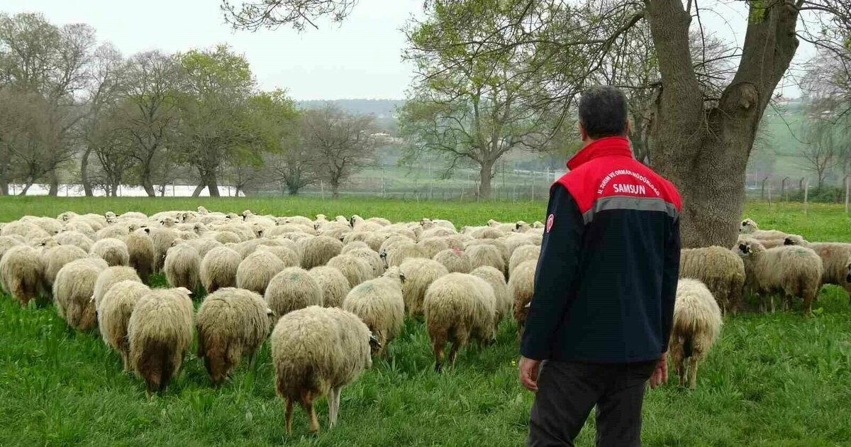 Bafra’da organik hayvancılığa yerinde inceleme