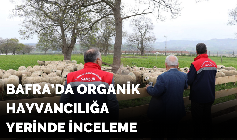 Bafra’da organik hayvancılığa yerinde inceleme