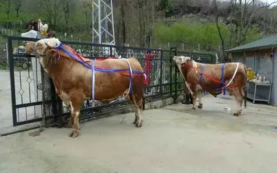Kurban Bayramı yaklaşırken tonluk kurbanlıklar satışta
