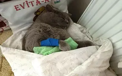 Kuduz aşısı sonrası kedileri ölen aile şikayetçi oldu
