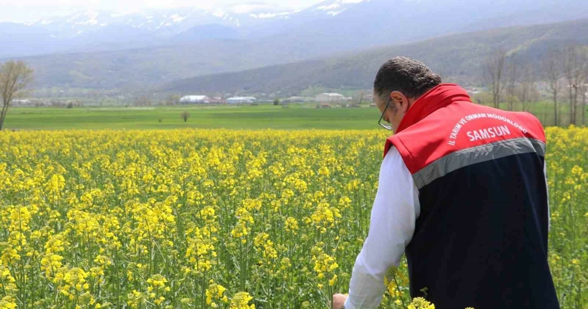 Ayçiçeği ve kuru fasulye tohumları çiftçilere teslim edildi
