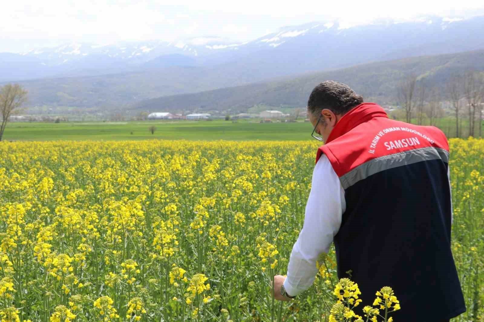 Ayçiçeği ve kuru fasulyetohumları çiftçilere teslim edildi - Samsun’da Tarım Arazilerinin Kullanımının Etkinleştirilmesi (TAKE) Projesi kapsamında üreticilere ayçiçeği ve kuru fasulye tohumu desteği verilirken, 4 ilçedeki kanola bahçeleri de incelendi.