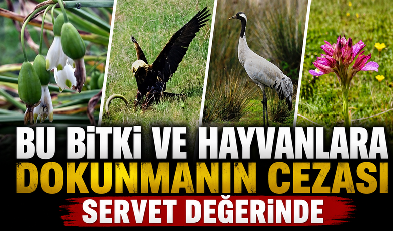 Bu bitki ve hayvanlaradokunmanın cezası servet değerinde