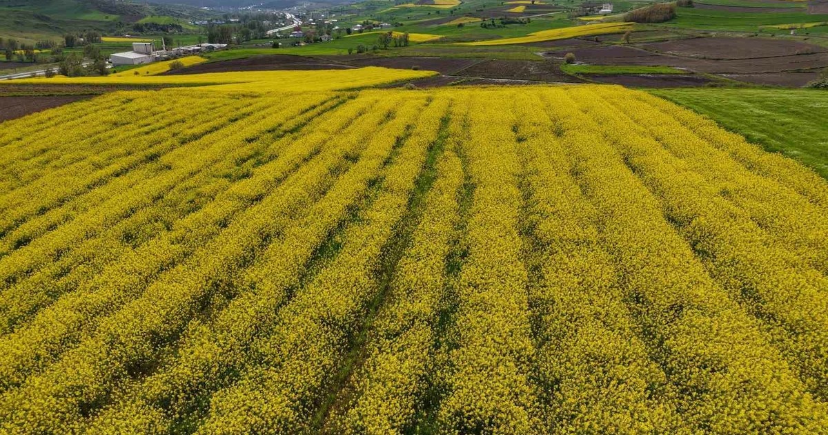 Samsun’da Kanola Üretimi 47 Bin Dekara Ulaştı: Ekonomiye 350 Milyon Tl Katkı
