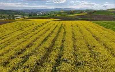 Samsun’da Kanola Üretimi 47 Bin Dekara Ulaştı: Ekonomiye 350 Milyon Tl Katkı
