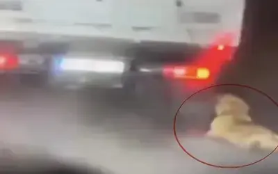 Köpeği Kamyonetin Arkasında Sürükleyen Şahıs Gözaltına Alındı

