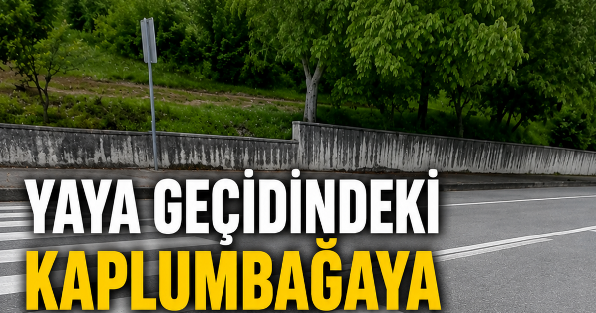 Yaya Geçidindeki Kaplumbağaya Anlamlı Dokunuş