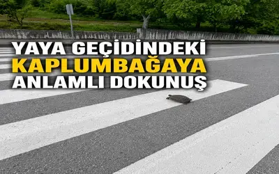 Yaya Geçidindeki Kaplumbağaya Anlamlı Dokunuş