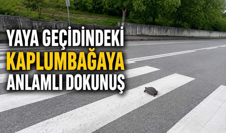 Yaya Geçidindeki Kaplumbağaya Anlamlı Dokunuş
