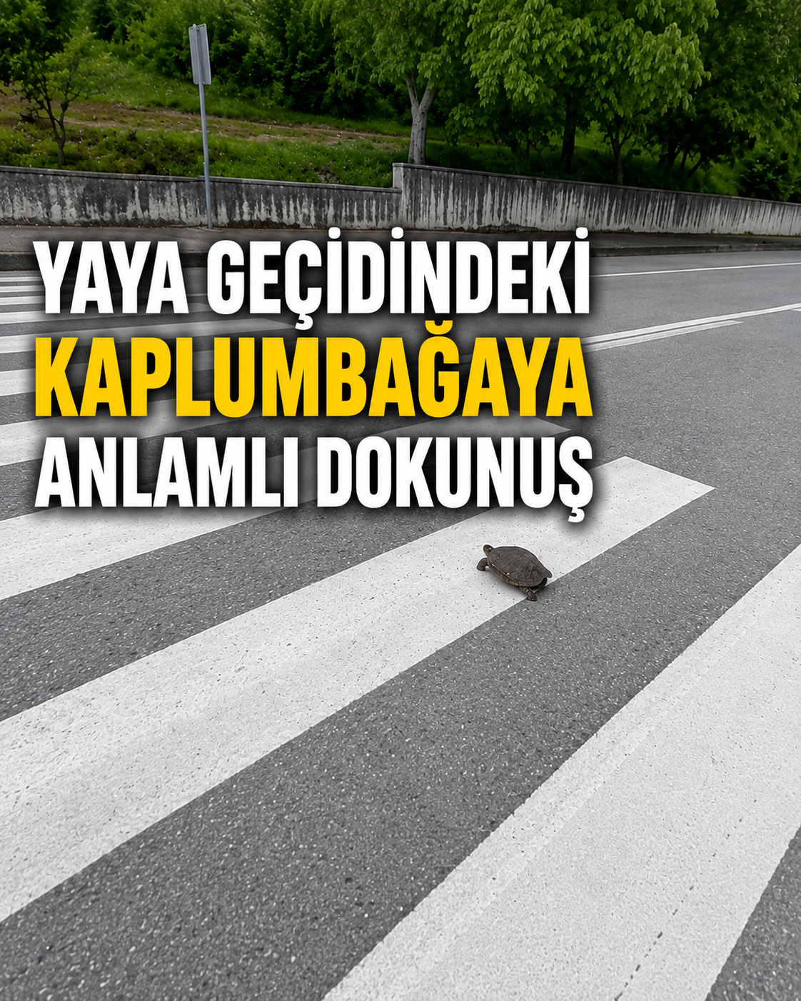 Yaya Geçidindeki Kaplumbağaya Anlamlı Dokunuş - Bafra-Kolay yolu üzerinde yolun karşısına geçmeye çalışan bir kaplumbağa, duyarlı bir vatandaş sayesinde ezilmekten kurtarıldı.