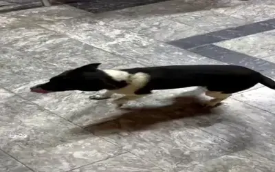 Atların Yanında Büyüyen Köpek, Yürüyüşüyle İlgi Odağı Oldu
