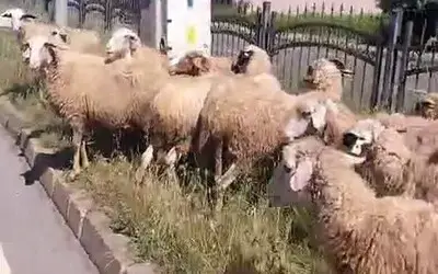 Koyunlar Refüjde Otladı, Vatandaşlar Tehlikeyi Önlemeye Çalıştı