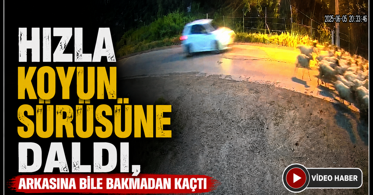Hızla Koyun Sürüsüne Daldı, Arkasına Bile Bakmadan Kaçtı