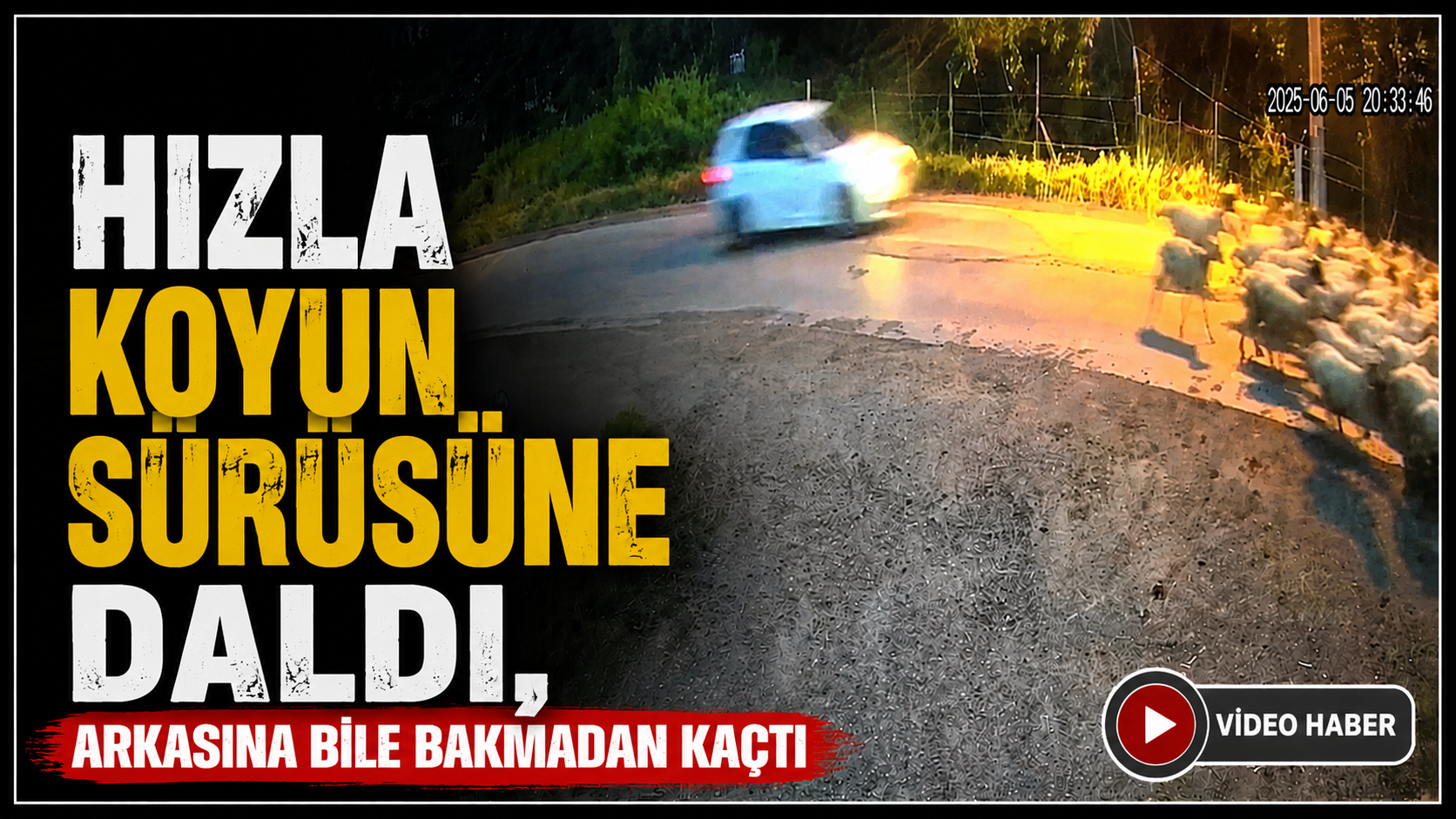Hızla Koyun Sürüsüne Daldı,Arkasına Bile Bakmadan Kaçtı - Samsun’un Bafra ilçesine bağlı Altınay Köyü’nde otlaklardan ahırlarına dönmekte olan koyun sürüsüne bir araç çarptı. Güvenlik kamerasına yansıyan olayda 2 koyun telef olurken, sürüye eşlik eden kişi de büyük tehlike atlattı.