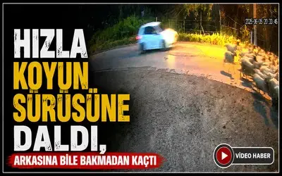 Hızla Koyun Sürüsüne Daldı, Arkasına Bile Bakmadan Kaçtı