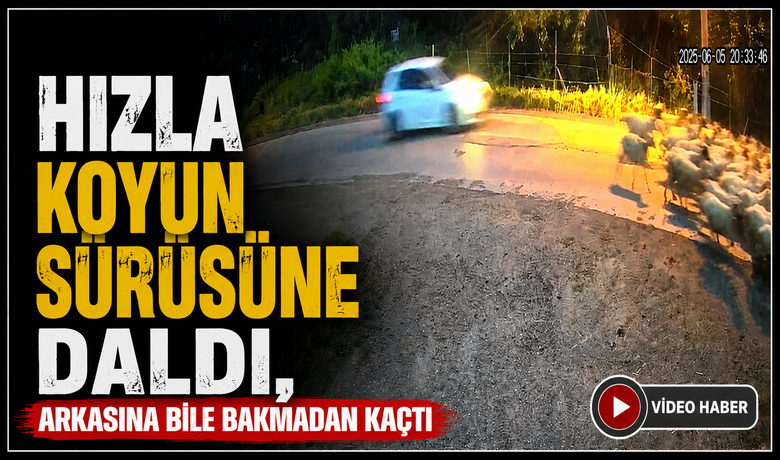 Hızla Koyun Sürüsüne Daldı,Arkasına Bile Bakmadan Kaçtı