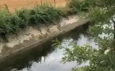 Bafra Ovası'nda Çeltik Üreticisinden Sulama Tepkisi: "12 Gündür Su Gelmiyor 