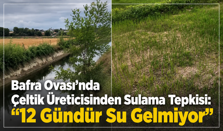 Bafra Ovası'nda Çeltik Üreticisinden SulamaTepkisi: "12 Gündür Su Gelmiyor 