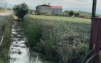 Büyükşehir’den Büyük Sorumsuzluk: Çeltik Ve Sebze Tarlaları Ziftli Suyla Sulandı