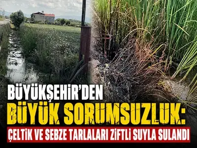 Büyükşehir’den Büyük Sorumsuzluk: Çeltik Ve Sebze Tarlaları Ziftli Suyla Sulandı