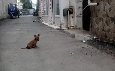 Gece Bağlı Köpeği Alıp Giden Çocuklar Kameraya Yakalandı