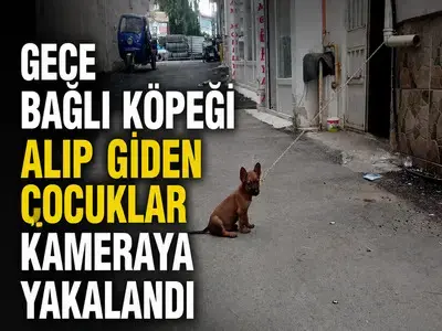 Gece Bağlı Köpeği Alıp Giden Çocuklar Kameraya Yakalandı
