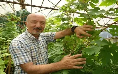 OMÜ’de Geliştirilen Yerli Üzüm Projesiyle Hedef: İlaçsız Yetişen Çekirdeksiz Ve Kokulu Üzüm