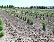 Tıbbi Ve Aromatik Meyveler Orman Köylüsüne Gelir Kapısı Oluyor