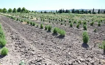 Tıbbi Ve Aromatik Meyveler Orman Köylüsüne Gelir Kapısı Oluyor