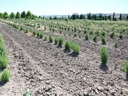 Tıbbi Ve Aromatik Meyveler Orman Köylüsüne Gelir Kapısı Oluyor