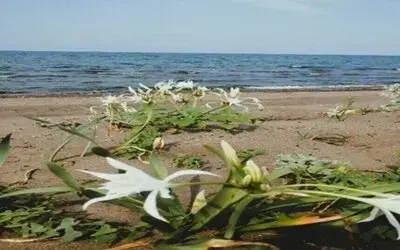 Çevre Kanunu’nu İhlal Eden Kişiye 699 Bin TL İdari Para Cezası
