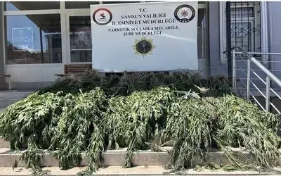 Bafra'da Uyuşturucu Operasyonu: Hasat Edilmeye Hazır 782 Kök Kenevir Ele Geçirildi