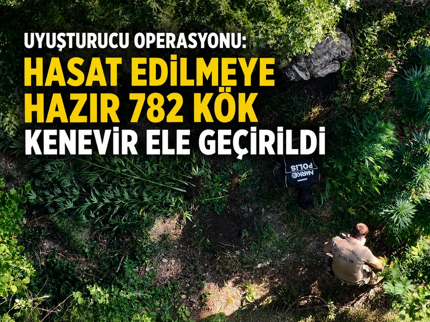 Bafra'da Uyuşturucu Operasyonu: Hasat Edilmeye Hazır 782 Kök Kenevir Ele Geçirildi