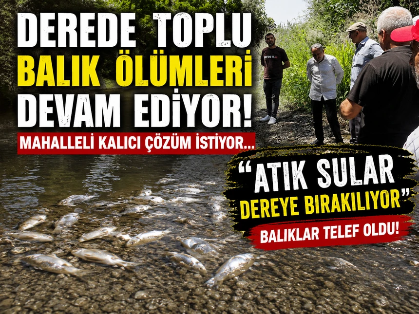 Bafra'da Derede Toplu Balık Ölümleri: Mahalleli Kalıcı Çözüm İstiyor