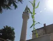 Ordu’da Cami Çatısında Mısır Yetişti