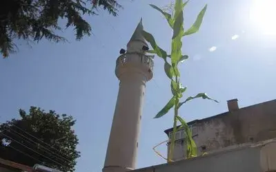 Ordu’da Cami Çatısında Mısır Yetişti