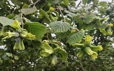Ordu’da Fındık Hasat Tarihleri Açıklandı: Sahil Kesimi 10 Ağustos’ta Başlayacak
